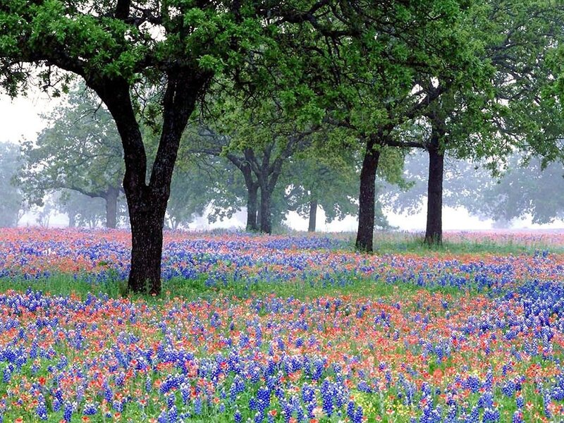 Bluebonnet Field with Trees — Blue