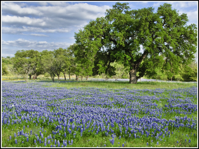 Bluebonnet Field with Trees