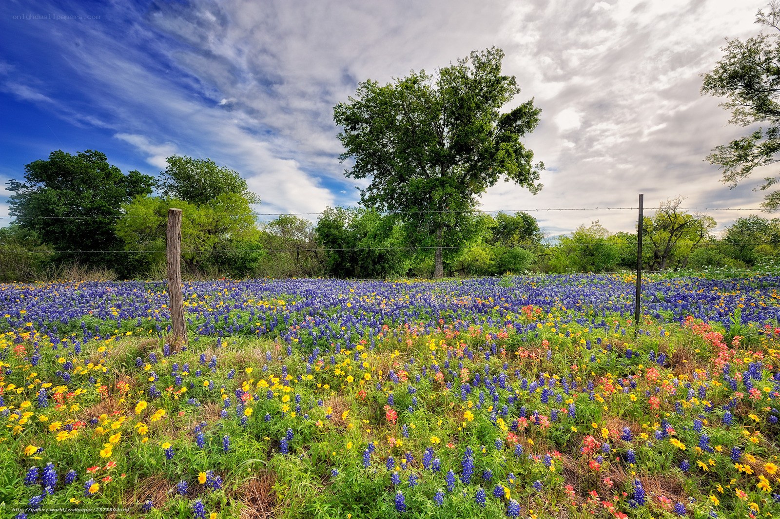 Bluebonnet field with wildflowers