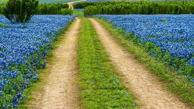 Bluebonnet Fields with Dirt Path