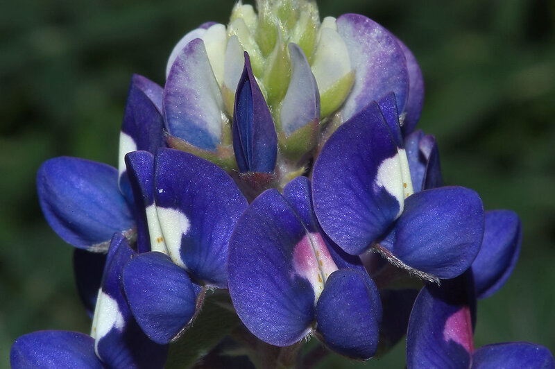 Bluebonnet Flower Cluster