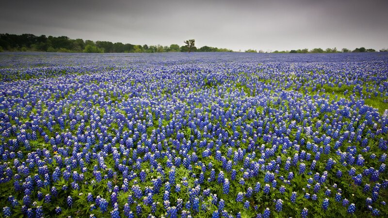 Bluebonnet Flower Field — Blue, Dramatic