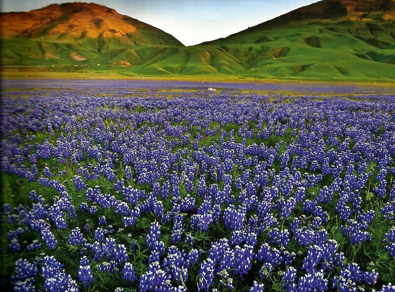 Bluebonnet Flower Field