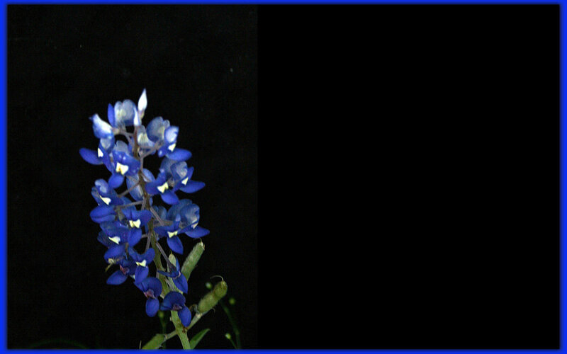 Bluebonnet Flower