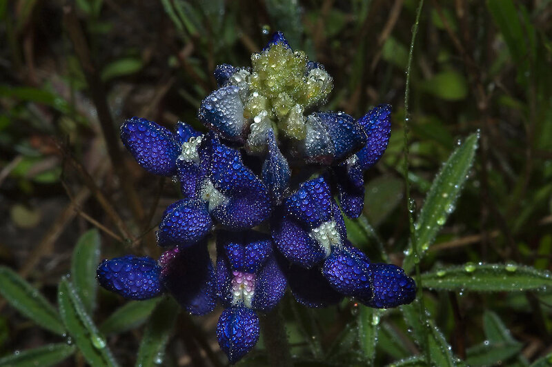 Bluebonnet Flower with Dew