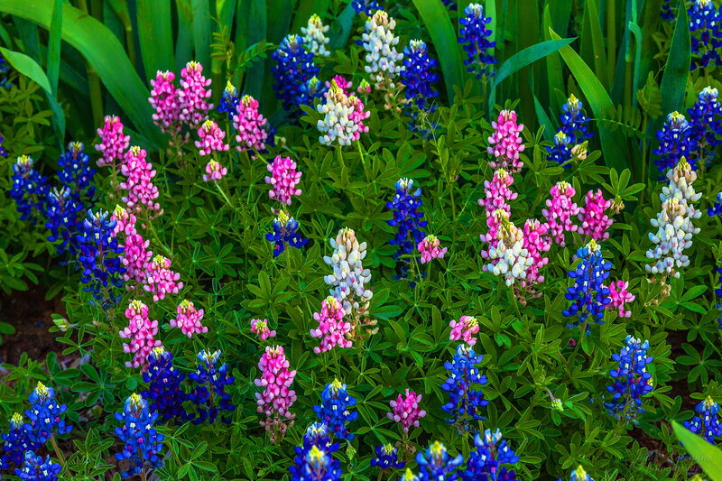 Bluebonnet Flowers — Blue