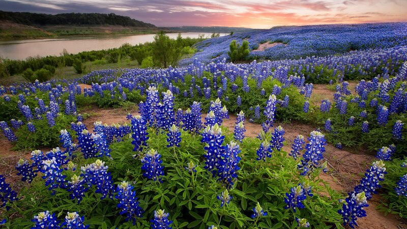 Bluebonnet Flowers Field — Blue, Serene, Sunset