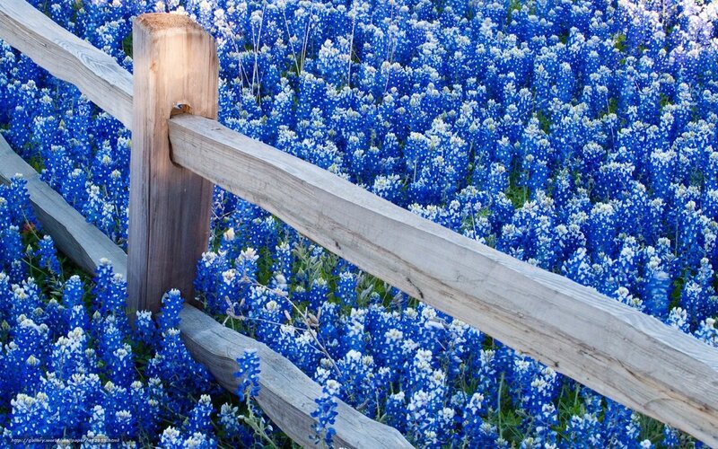 Bluebonnet Flowers Field — Blue, Serene