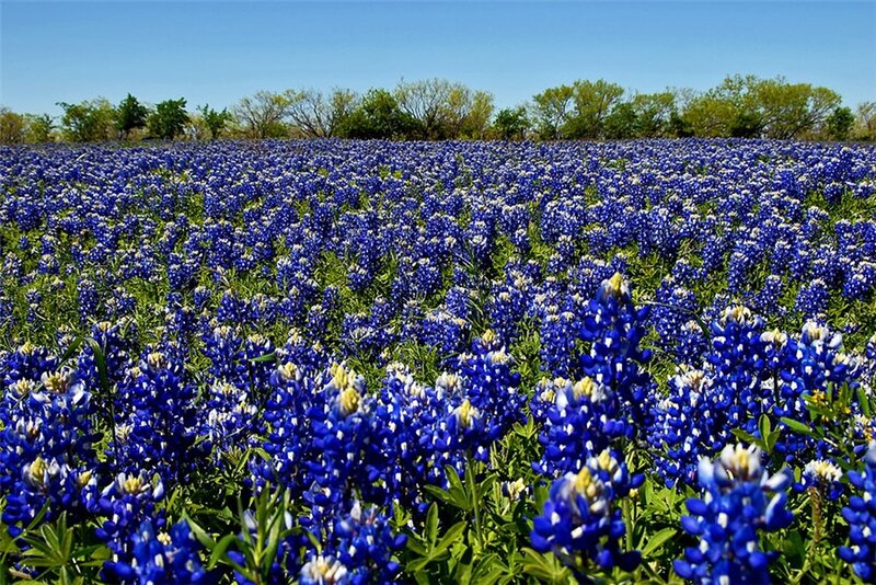 Bluebonnet Flowers Field — Blue