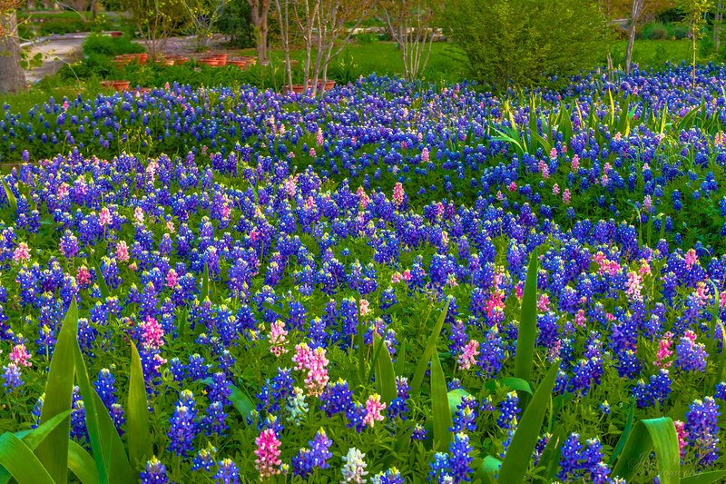 Bluebonnet Flowers Field