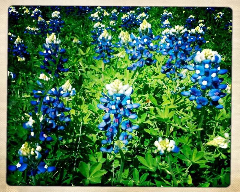 bluebonnet flowers in a field