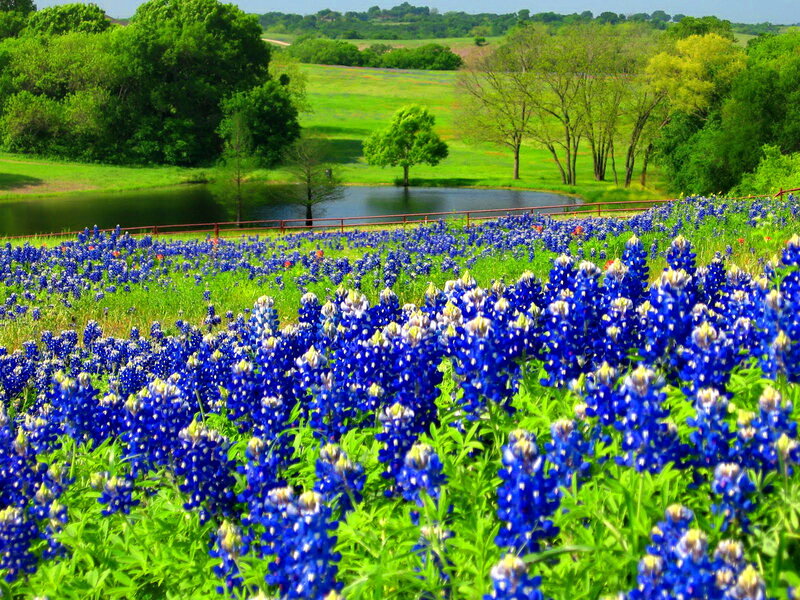 Bluebonnet Flowers in Field — Blue, Serene, Spring