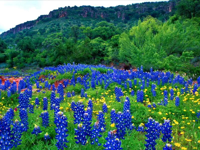 Bluebonnet Flowers in Field — Blue, Serene