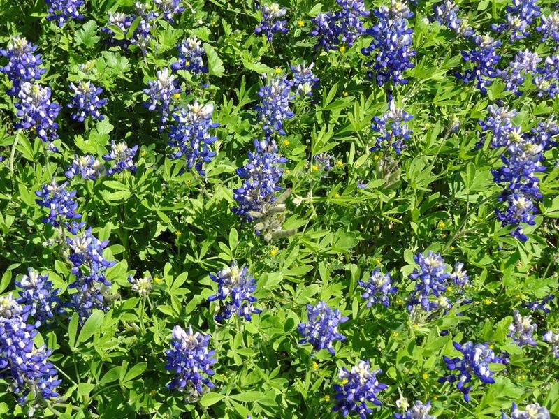 Bluebonnet Flowers in Field — Blue