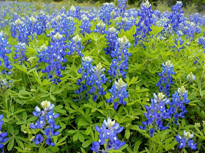 Bluebonnet Flowers in Field