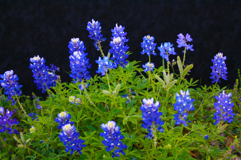 Bluebonnet Flowers