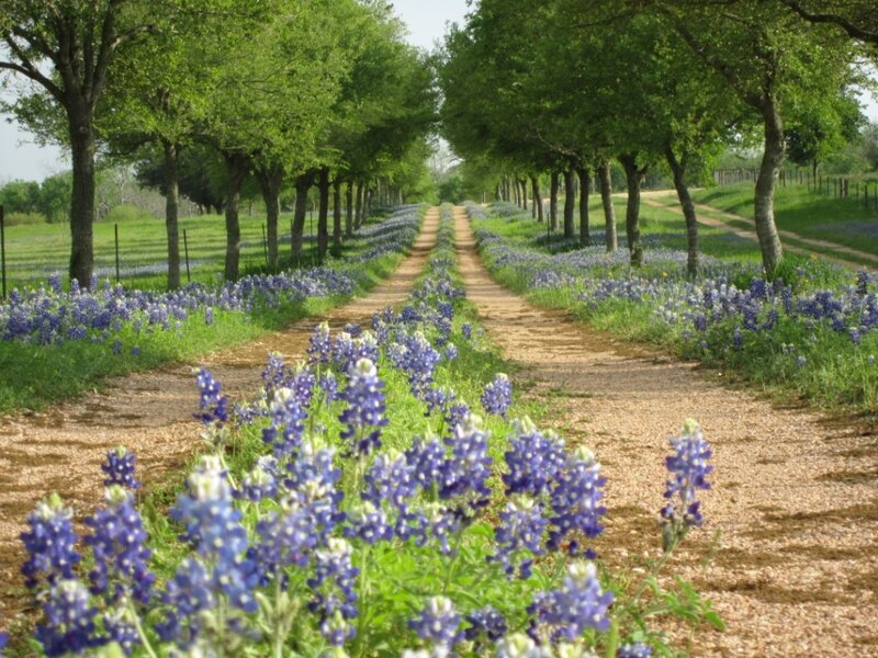 Bluebonnet-lined Dirt Path