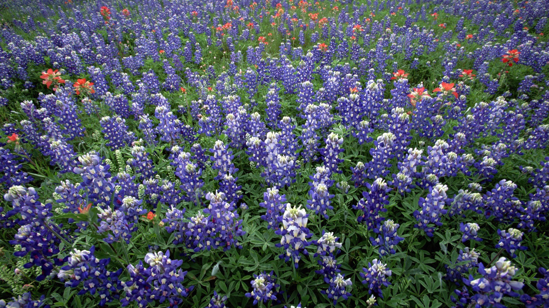 bluebonnet wildflower field