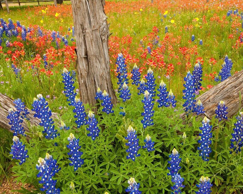 Bluebonnet Wildflowers