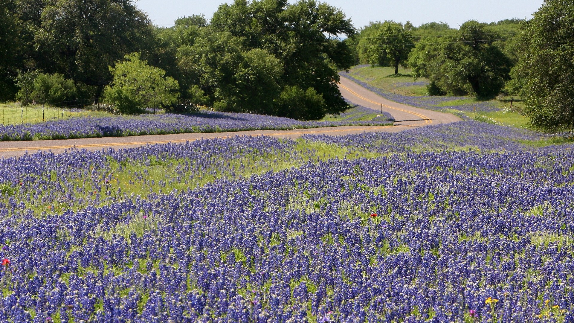 Bluebonnets along a winding road