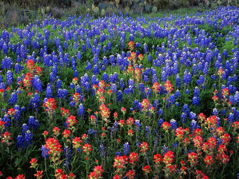 Bluebonnets and Indian paintbrush