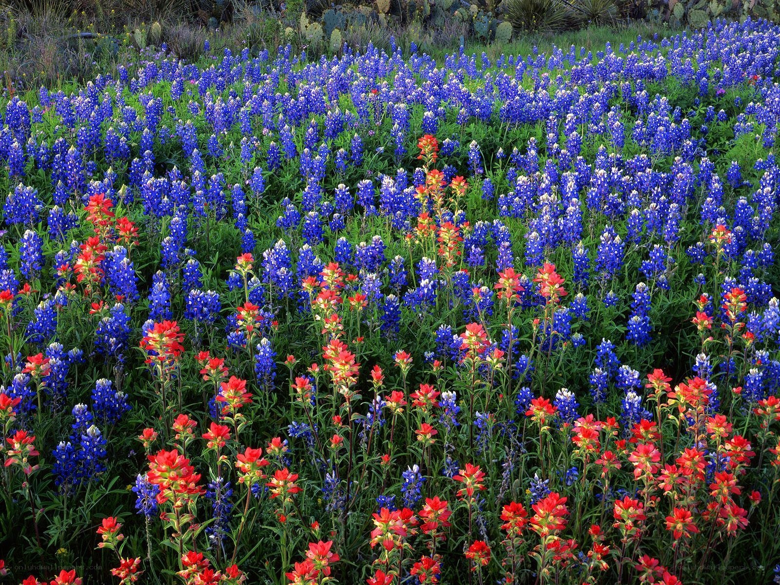 Bluebonnets and Indian paintbrush