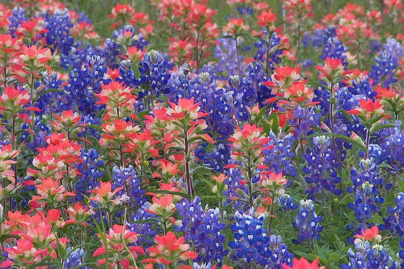 Bluebonnets and Indian Paintbrush — Blue