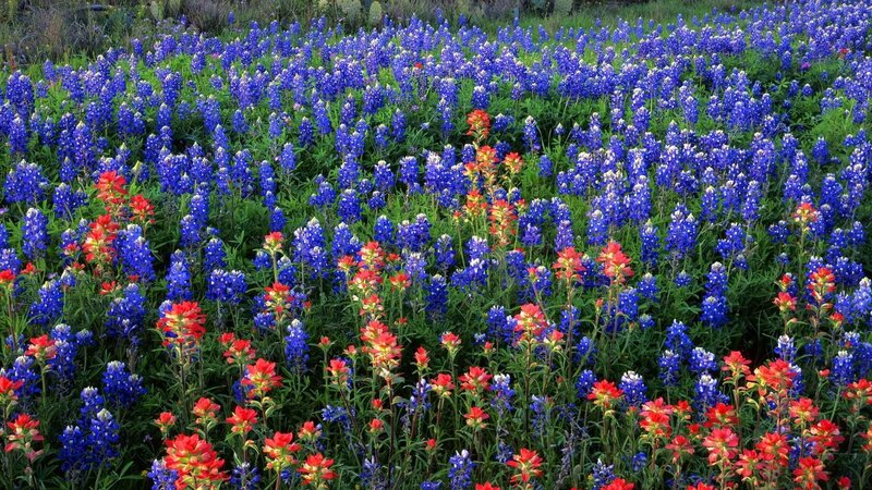 Bluebonnets and Indian paintbrush
