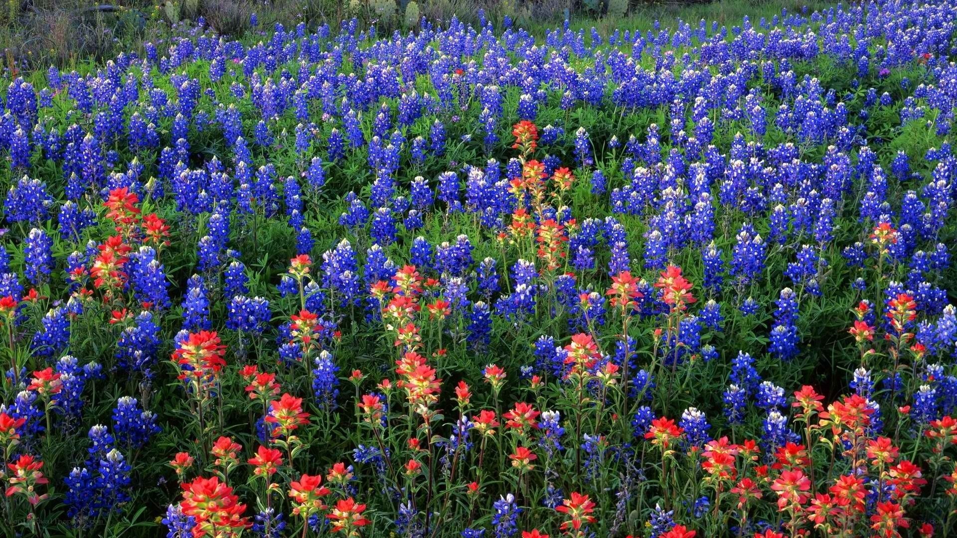 Bluebonnets and Indian paintbrush