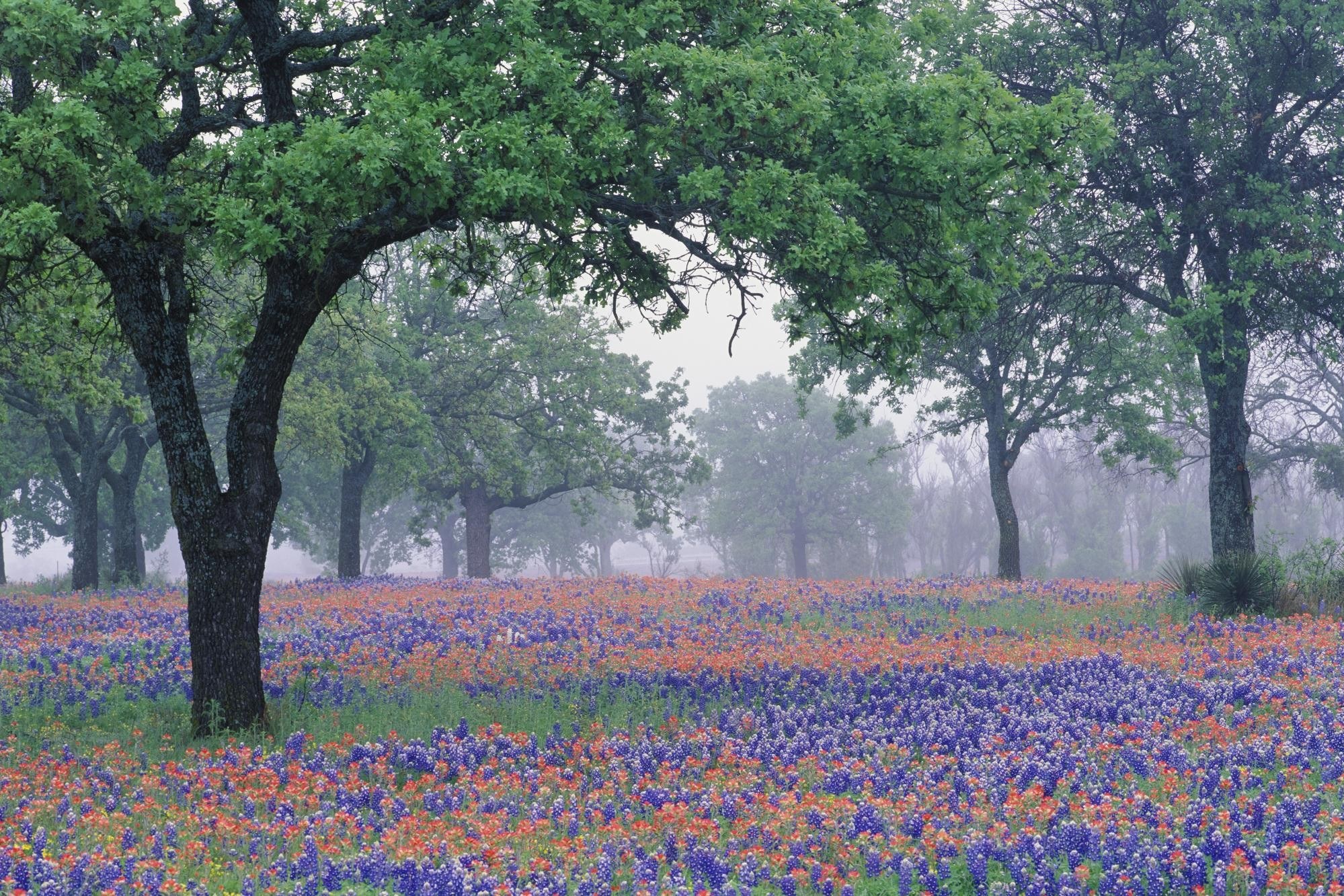 Bluebonnets and oak trees in fog