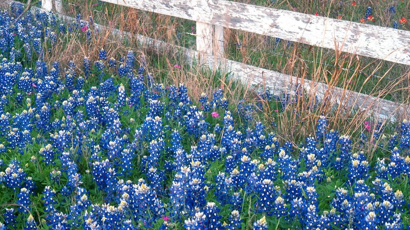 Bluebonnets by a white fence