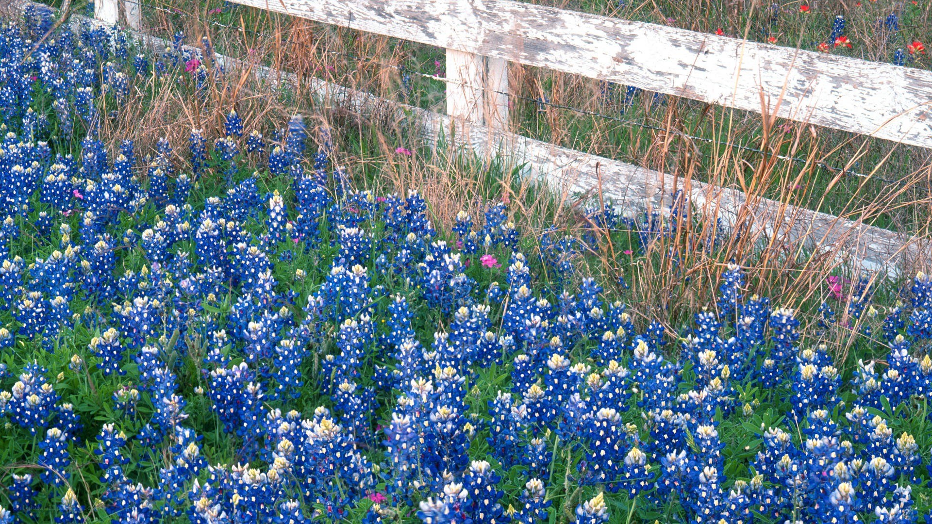 Bluebonnets by a white fence