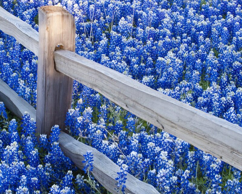 Bluebonnets by a wooden fence
