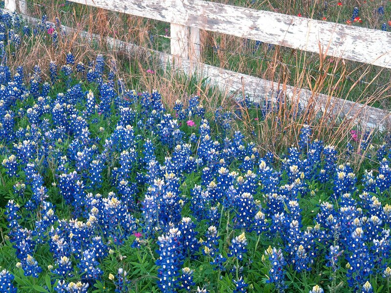 Bluebonnets by a wooden fence
