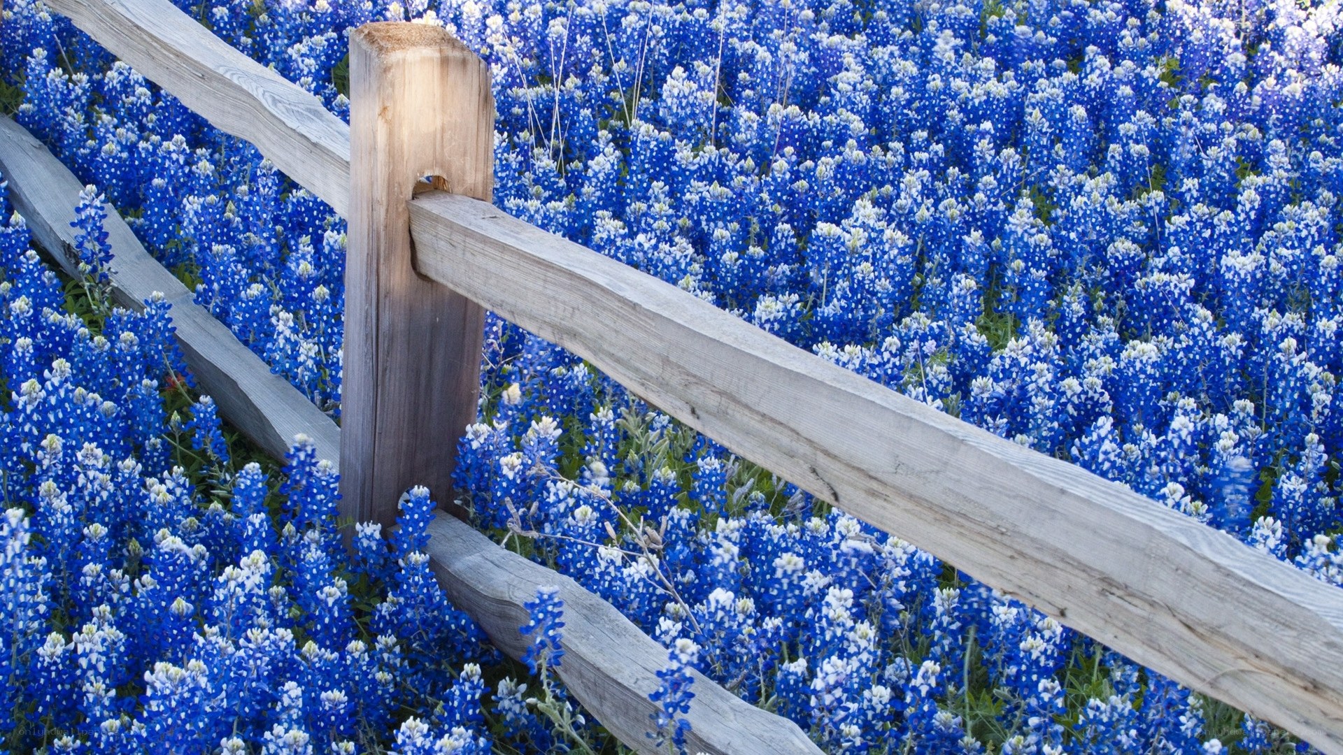 Bluebonnets by a wooden fence
