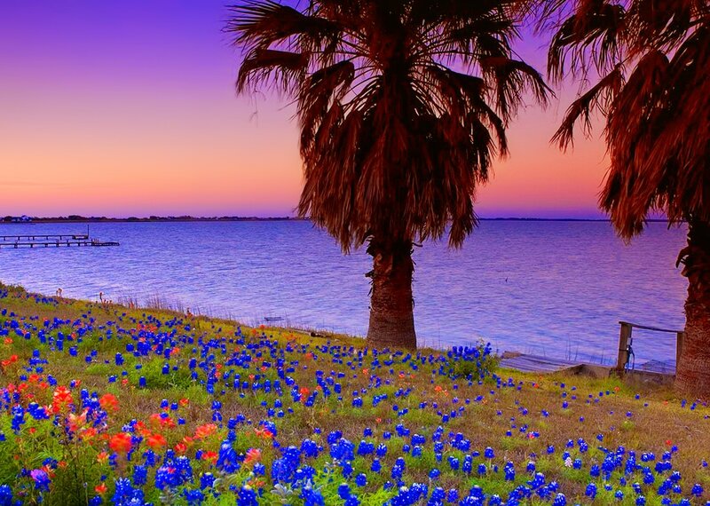 Bluebonnets by the Water