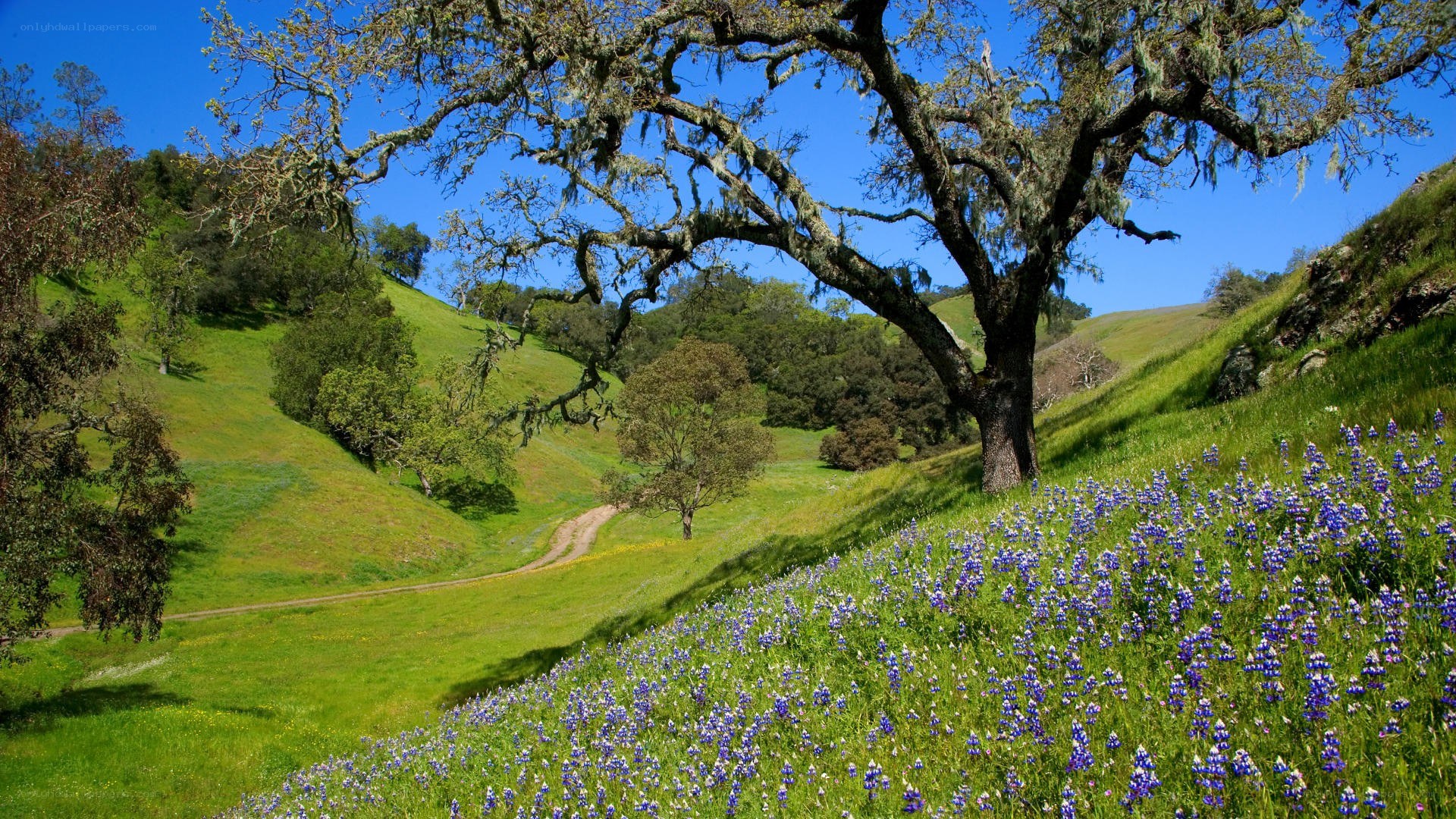 Bluebonnets in a California valley