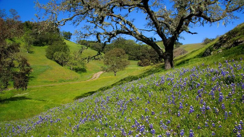 Bluebonnets in a California valley