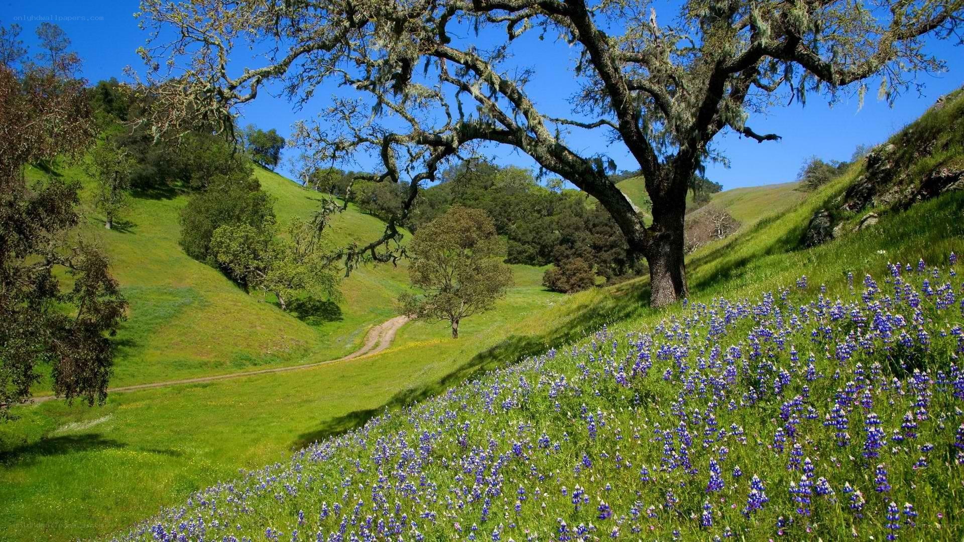 Bluebonnets in a green valley
