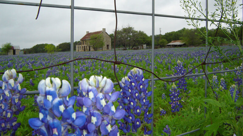Bluebonnets in a Texas field