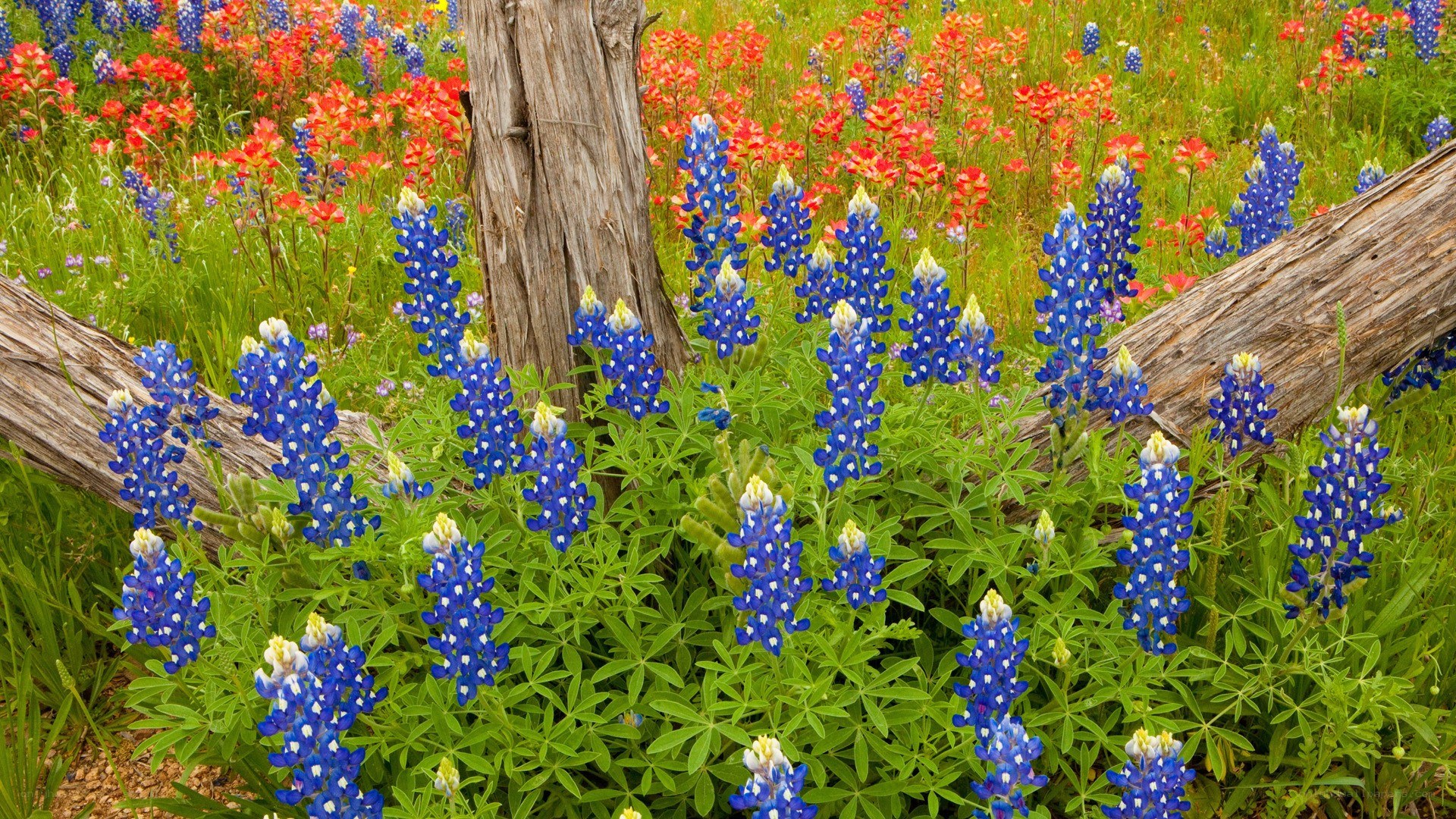 Bluebonnets in a wildflower field