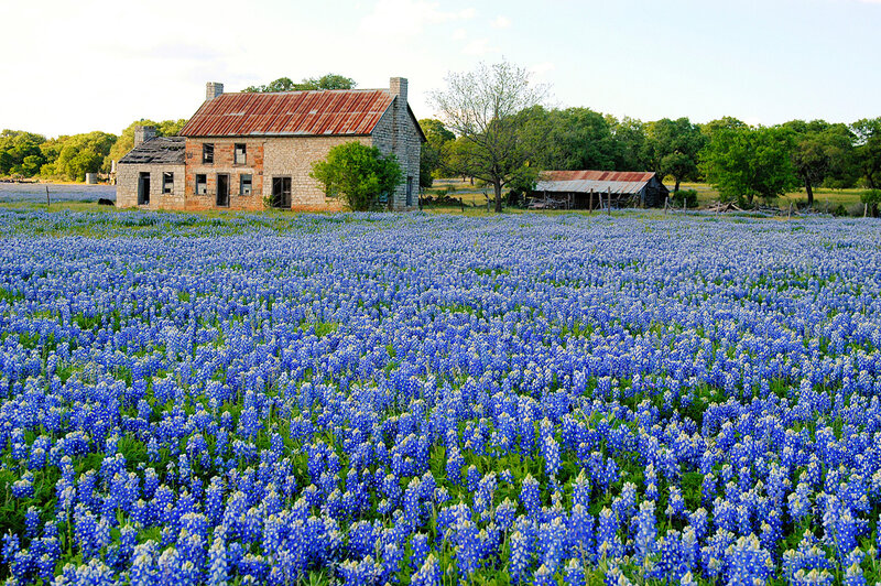 Bluebonnets in front of old house