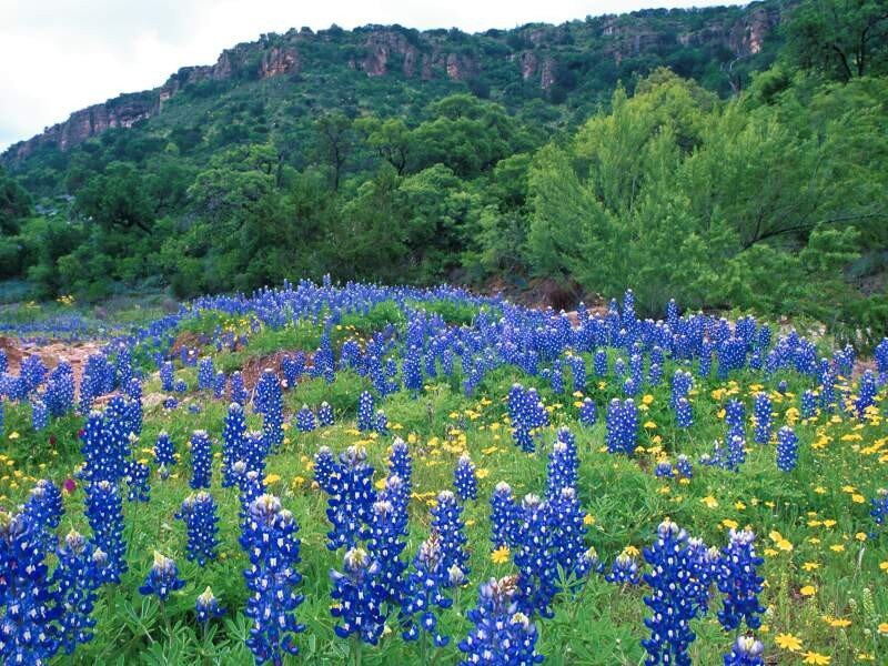 bluebonnets in texas hill country