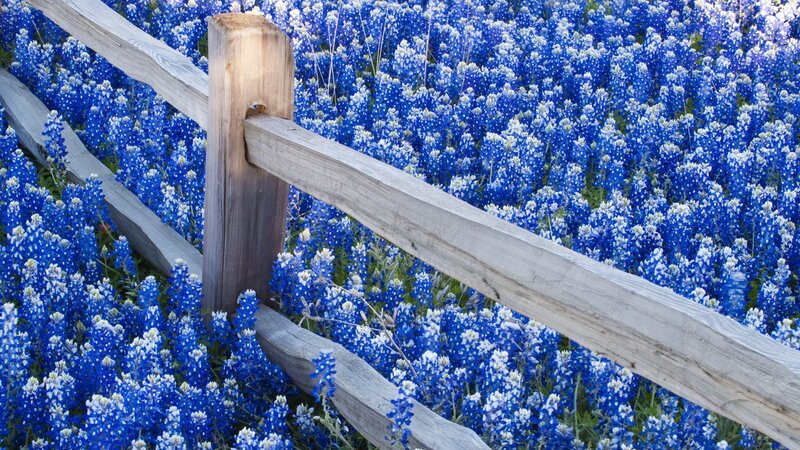 Bluebonnets with wooden fence