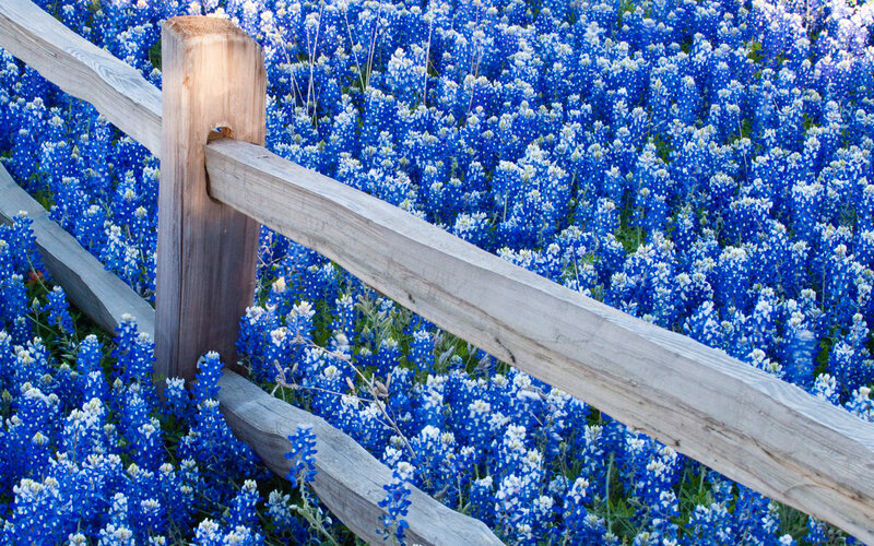 Bluebonnets with wooden fence
