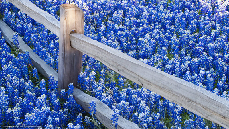 Bluebonnets with wooden fence