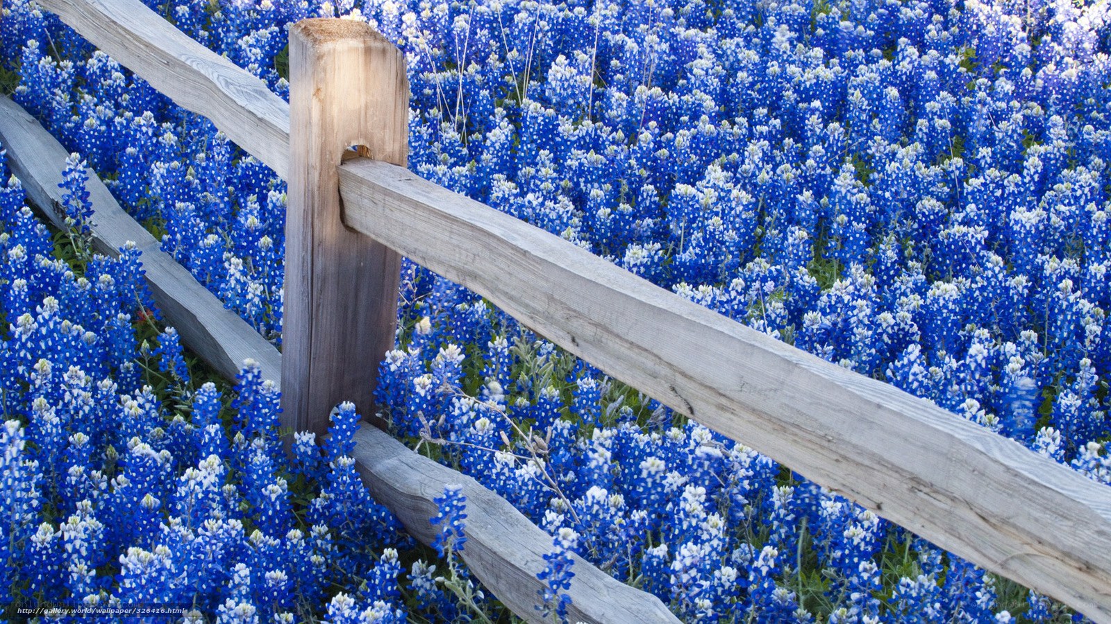 Bluebonnets with wooden fence