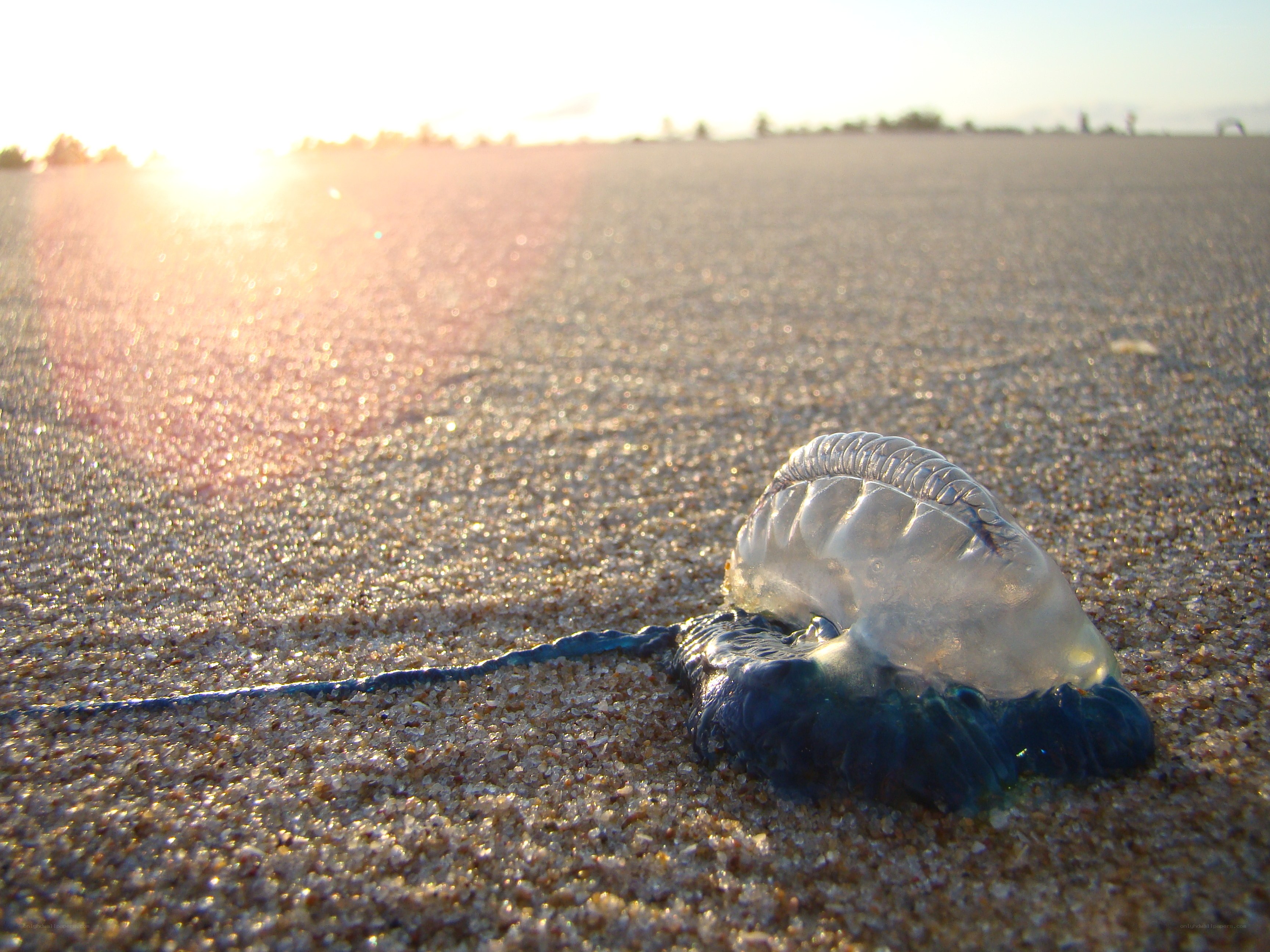 bluebottle jellyfish on beach