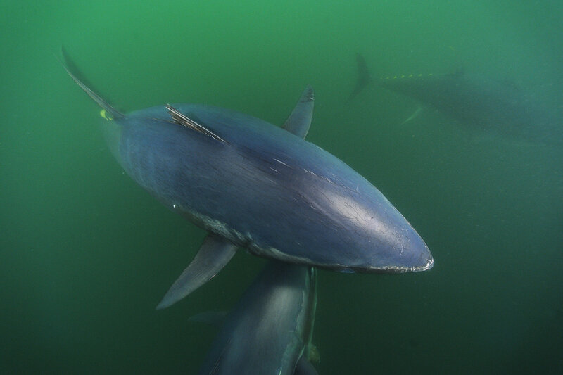 Bluefin Tuna Swimming
