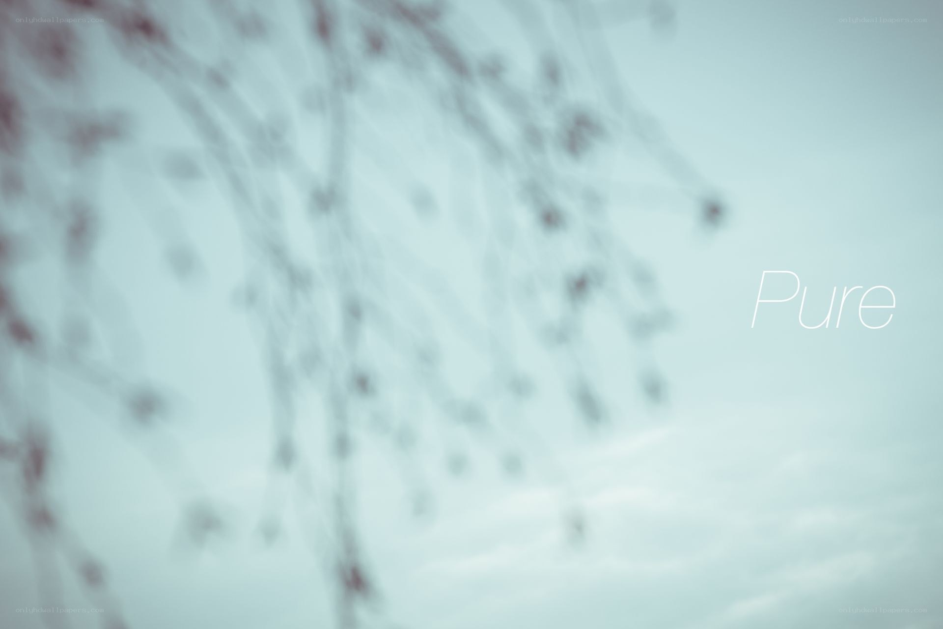 Blurred branches with text